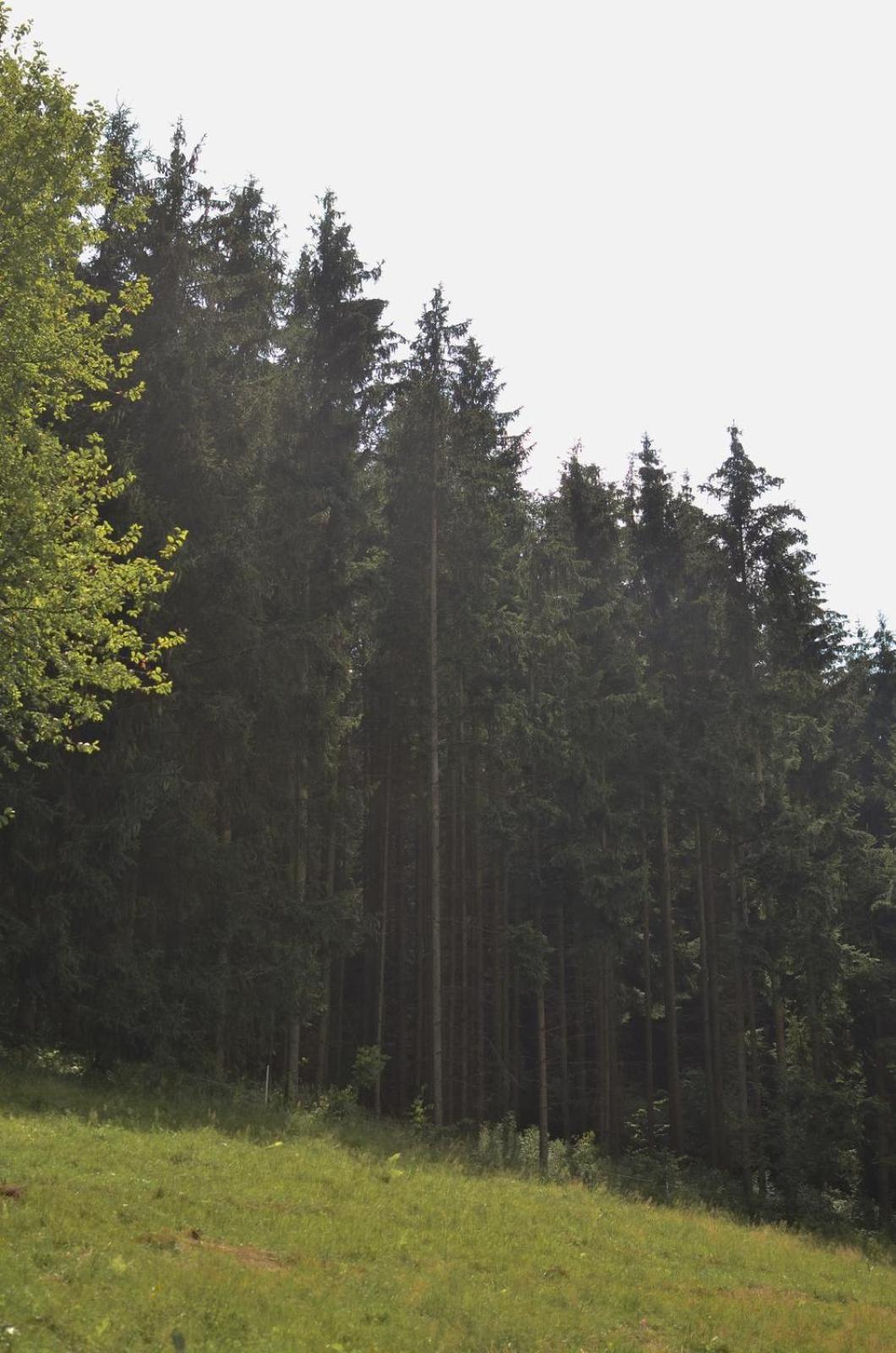 Treehouse Velké Losiny Eksteriør billede